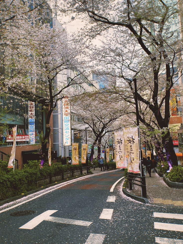 Beyond Japan: Where to See the Best Cherry Blossoms&nbsp;Worldwide
